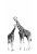 fotomurale giraffe nero e bianco