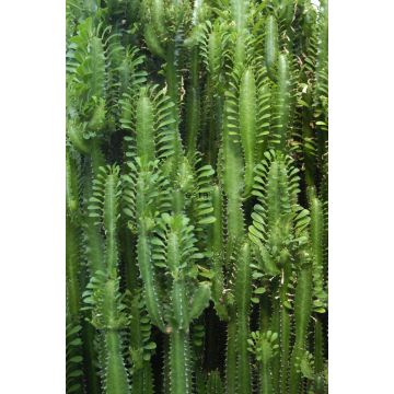 fotomurale Parete cactus tropicale della giungla verde giungla tropicale