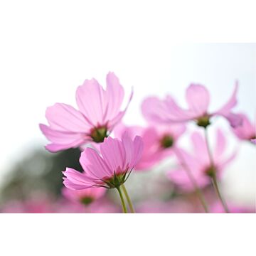 fotomurale fiori selvatici rosa